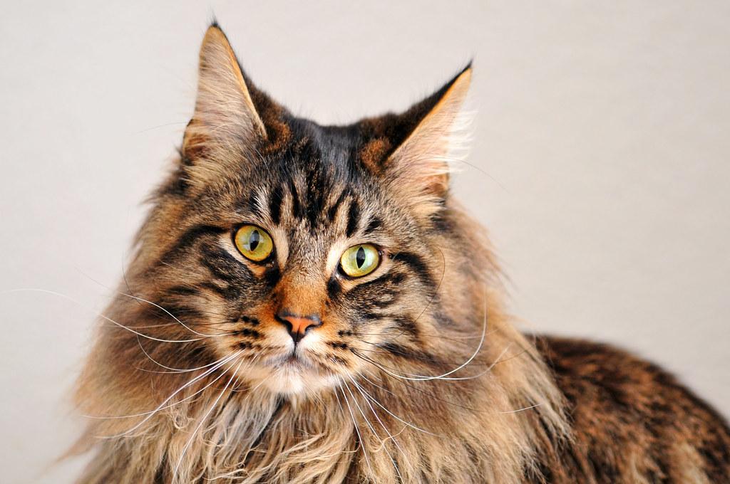 HOW MUCH DOES A MAINE COON KITTEN COST IN 2023