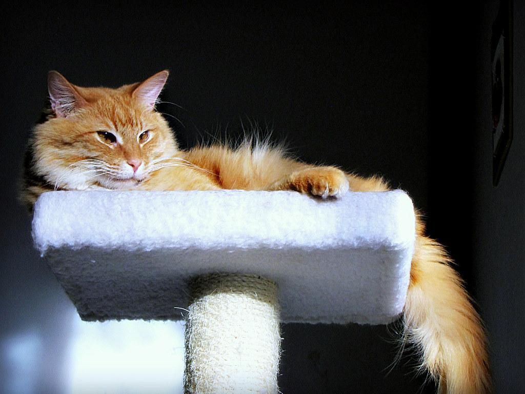maine coon mix on cat tree