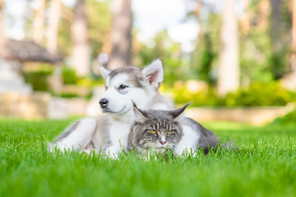 maine coon cat playing with dog. Playful alaskan malamute puppy hugging adult maine coon cat on green summer grass