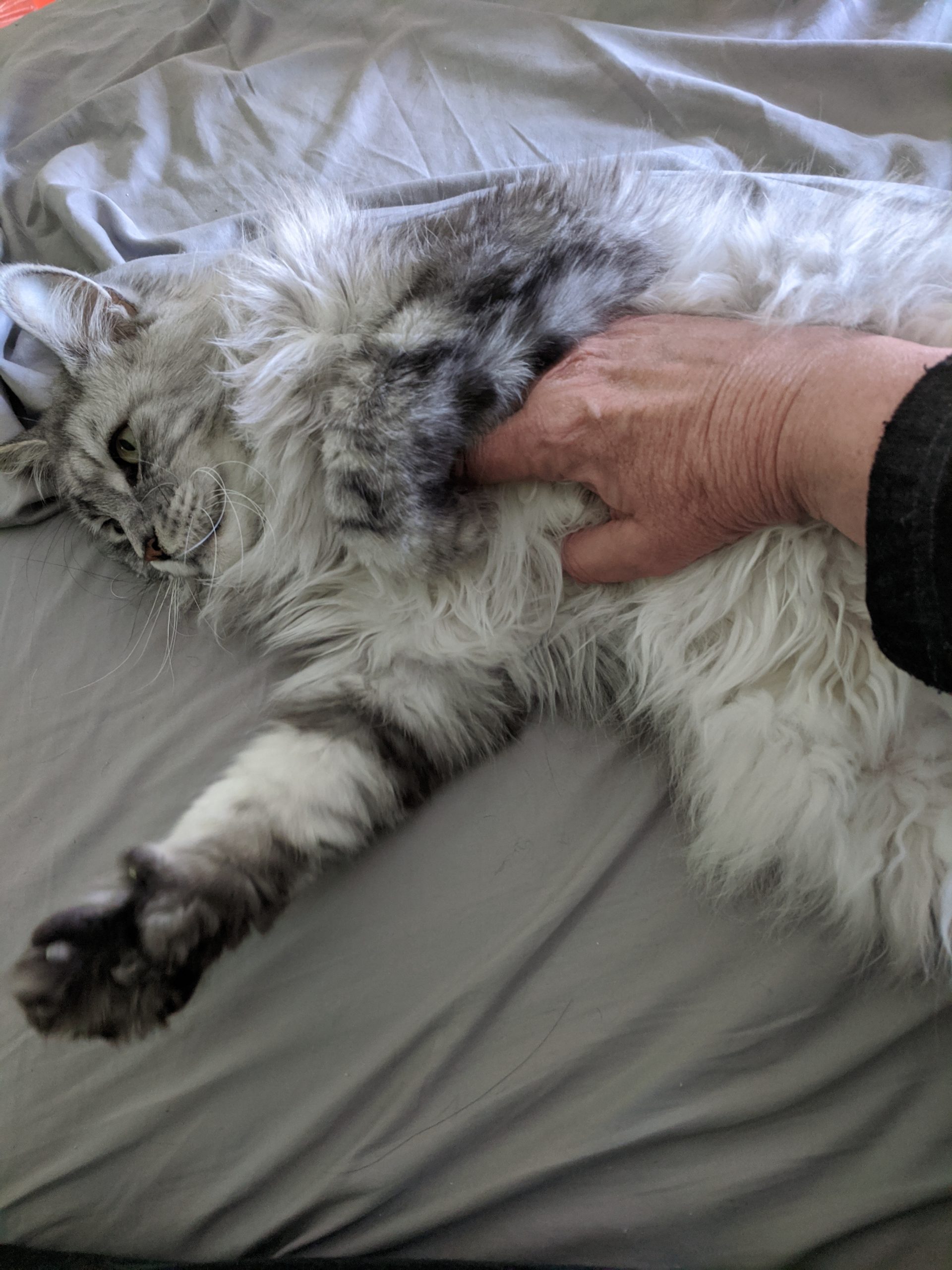 Maine coon cat getting belly rubs