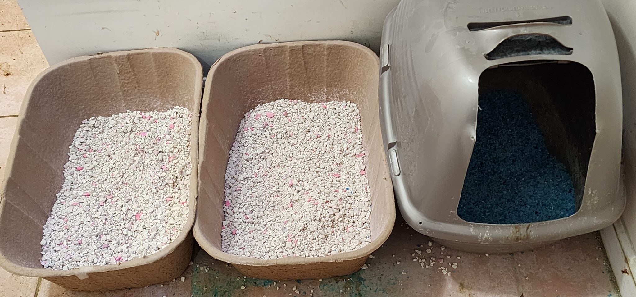 The Top 10 Best Cat Litters for Maine Coon Cats Maine Coon Kingdom