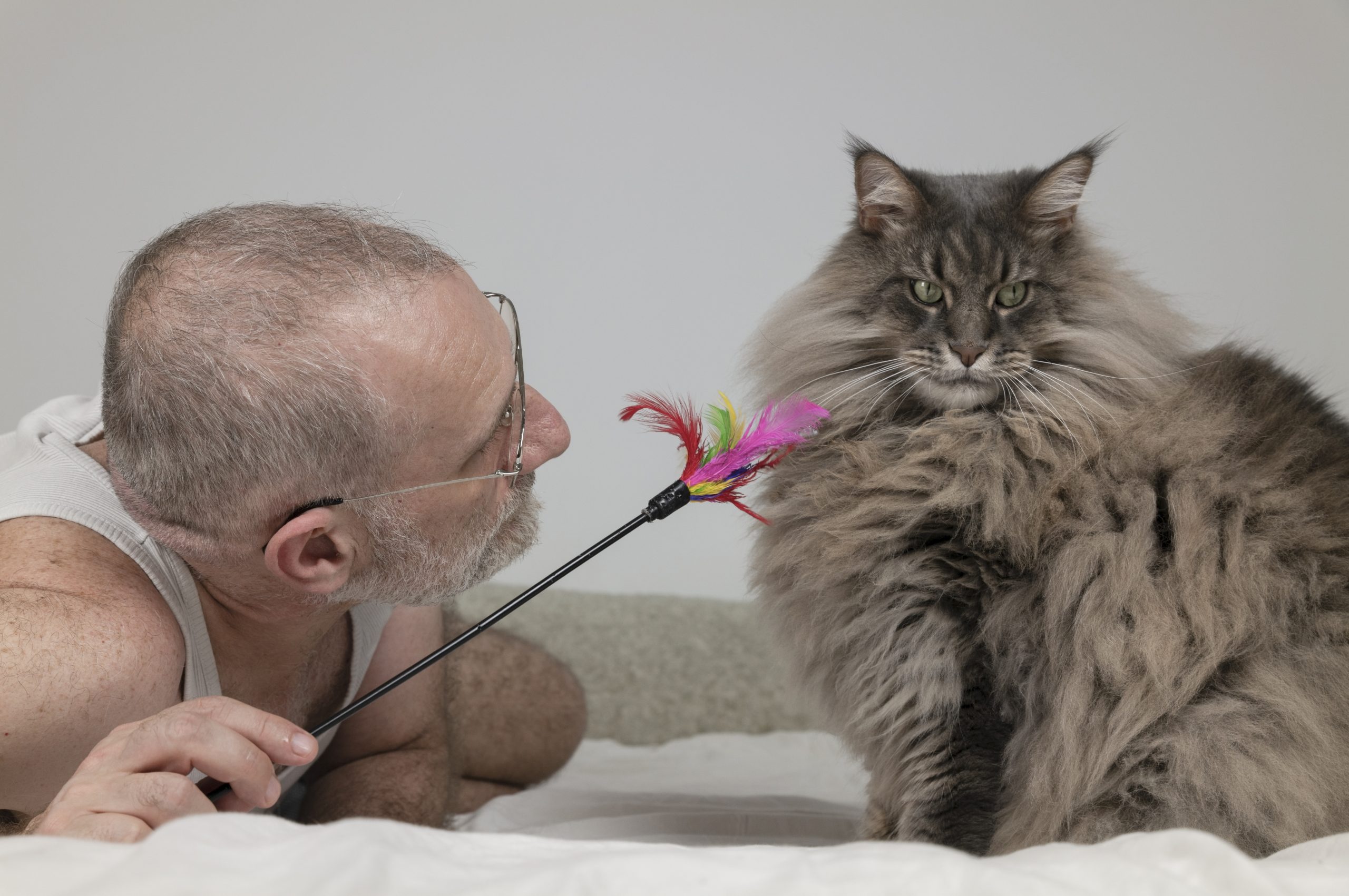 Maine Coons are active cats and enjoy a variety of activities. They love to play, climb, and explore. They also enjoy being groomed and petted. Some Maine Coons may have a favorite activity, like playing with a certain toy or cuddling in a specific spot.