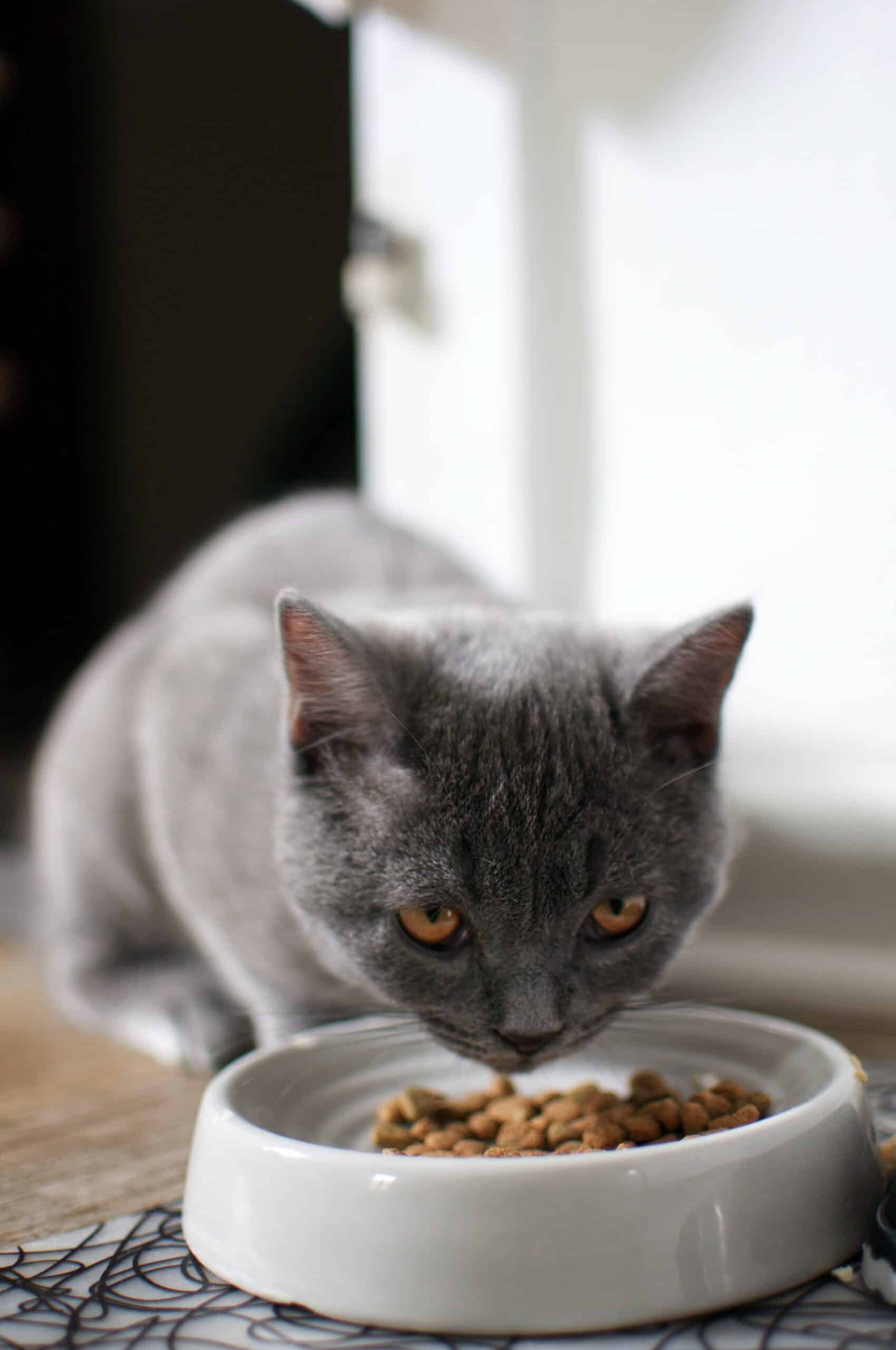 grey cat eating